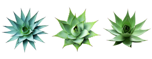 Wall Mural - top view cut out green agave cactus plant transparent background.