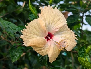 pink hibiscus flower, 