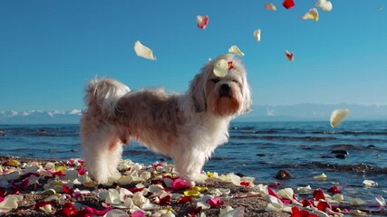 Poster - Shih Tzu dog standing on bank of mountain lake in falling rose petals, slow motion