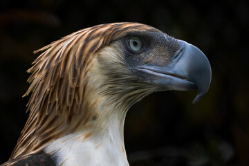 Wall Mural - Philippine Eagle - Pithecophaga jefferyi, portrait of beautiful large critically endangered species of eagle endemic to forests in the Philippines.