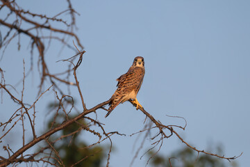 Adult female common kestrel (Falco tinnunculus) close-up shot in a nest-burrow and on tree branches in soft morning light