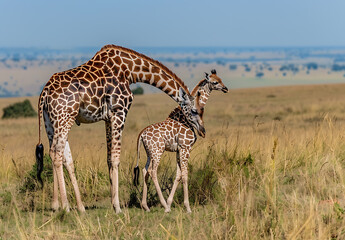 giraffes family in the savannah