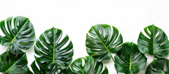 Sticker - Tropical Leaf Pattern on White Background