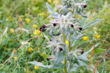 Among the herbs in the wild, nonea pulla blooms. Collecting medicinal herbs for non-traditional medicine.