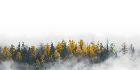 Poster - Autumn forest in thick fog