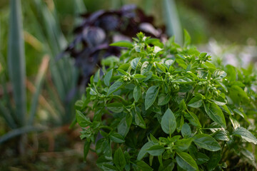 Naklejka na meble Fresh organic purple and green basil leaves against a greenery background. Close-up of a basil plantation.