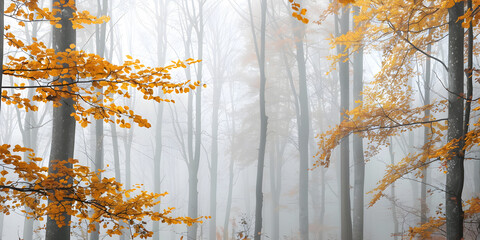 Poster - Autumn forest in thick fog
