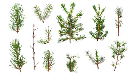 Wall Mural - collection of coniferous twigs on a transparent background