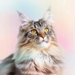 © Hype2Art - MaineCoon cat portrait with fluffy ears and whiskers, longhaired pet and adorable feline gaze