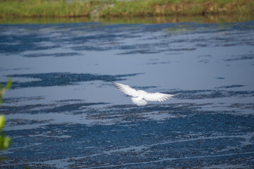 A white seagull with outstretched wings.