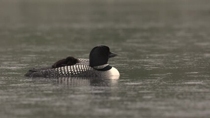 Sticker - Common loon on a rainy day