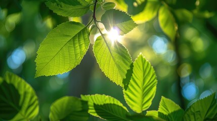 Poster - Sunlight filtering through leaves in spring
