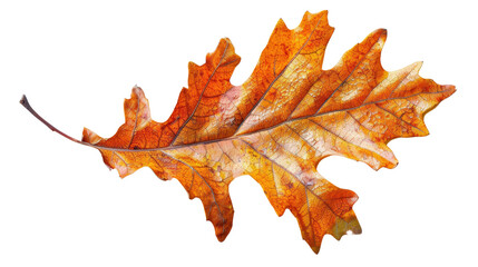 close-up of a single autumn oak leaf , the beauty of autumn fall season