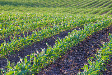 rows of corn