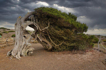 the sabina of el hierro. this tree is one of the great icons of the island of el hierro and the cana