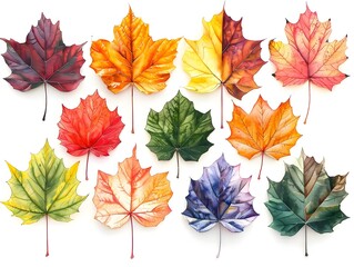 Poster - Vibrant Watercolor Maple Leaf Assortment in Autumn Color Palette on White Background