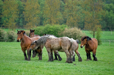 Wall Mural - Cheval de trait, race trait du nord