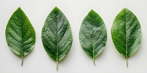 Wall Mural - Almond leaves on white background. Concept Botanical Art, Still Life Photography, Minimalistic Composition, Natural Elements, Monochromatic Aesthetic