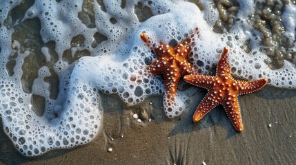 Two Starfish on Beach with Waves