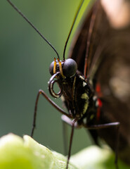 macro of a butterfly