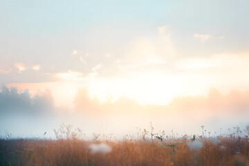  Fog in the field. Evening nature summer with white fog.