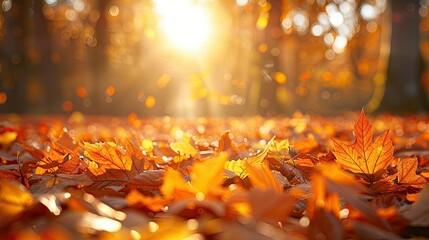 Poster - Warm sunlight filtering through autumn leaves