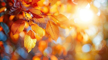 Poster - Warm sunlight filtering through autumn leaves