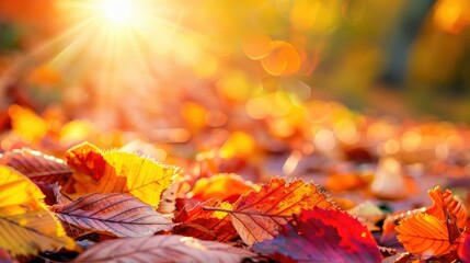 Poster - Warm sunlight filtering through autumn leaves