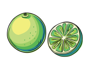 Wall Mural - Set of hand drawn fresh green lime fruit. Whole and halved tropical citrus family fruit in doodle style. Vector illustration isolated on white background