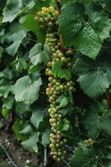 Wall Mural - Front view of a big plant of vine with grapes and many leaves. Generative AI.