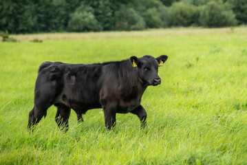 black angus calf