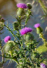 Wall Mural - Flowering prickly thistle on the summer field