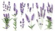 © Khalida - Closeup collection of lavender lavandula flowers and bunches isolated on a white background and viewed from above