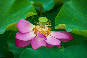 Wall Mural - Close-up and summer view of a pink lotus flower and green leaves with pip and stamen on the pond near Gyeongju-si, South Korea
