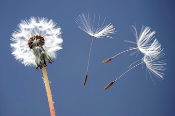 Wall Mural - Dandelion seeds floating in air on soft blue background with beautiful bokeh effects