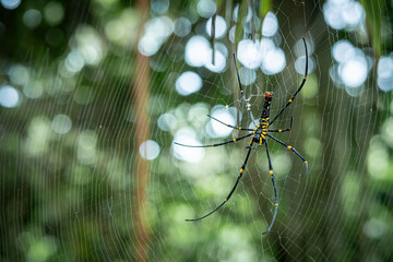 Nephila pilipes is on a spider web, waiting for prey