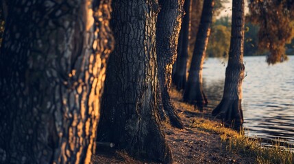 Poster - Dense tree trunks along the Artificial Lake shore in sunset : Generative AI