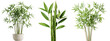 © Naphatson - A collection of different types of bamboo plants, showcasing vibrant green foliage and various growth forms in a clear background.