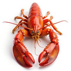 lobster isolated image white background