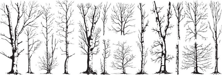 birch poplar silhouettes
