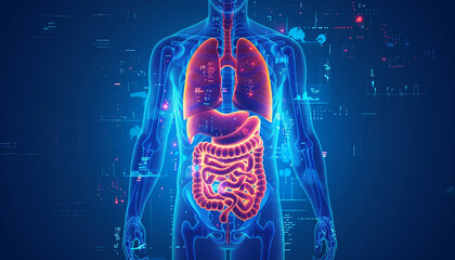 Human digestive anatomy on blue background