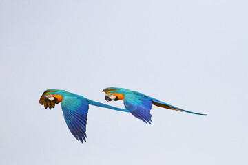 Wall Mural - Beautiful Macaw parrots flying in the sky. Free flying bird