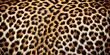 © Sujid - Realistic furry leopard skin texture with a beautiful pattern , leopard, animal, background, skin, texture, real, furry, pattern