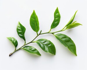 A sprig of fresh green tea leaves isolated on a white background.