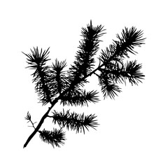 Silhouette Christmas branch is thin and has many small branches coming off of it on white background. Vector illustration