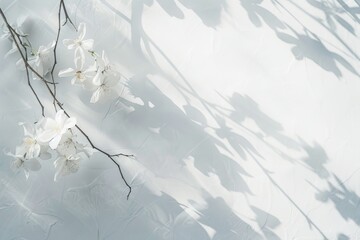 Poster - A delicate branch with white blossoms casts a subtle shadow on a white backdrop, creating a serene and calming image