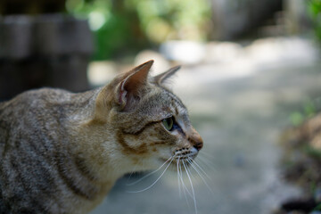 Brown Thai cat