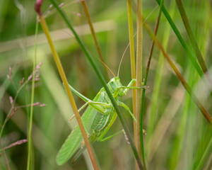 Tettigonia viridissima, the great green bush-cricket, in grass in The Netherlands.