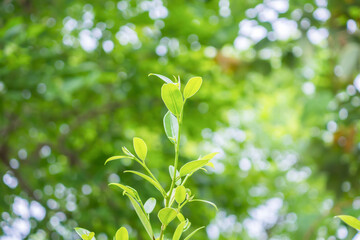 Wall Mural - Natural plant green leaf in garden with bokeh background