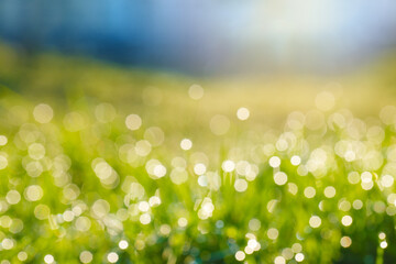 Wall Mural - Beauty background with foliage, sky, green grass, dew drops and bokeh, banner wallpaper with copy space